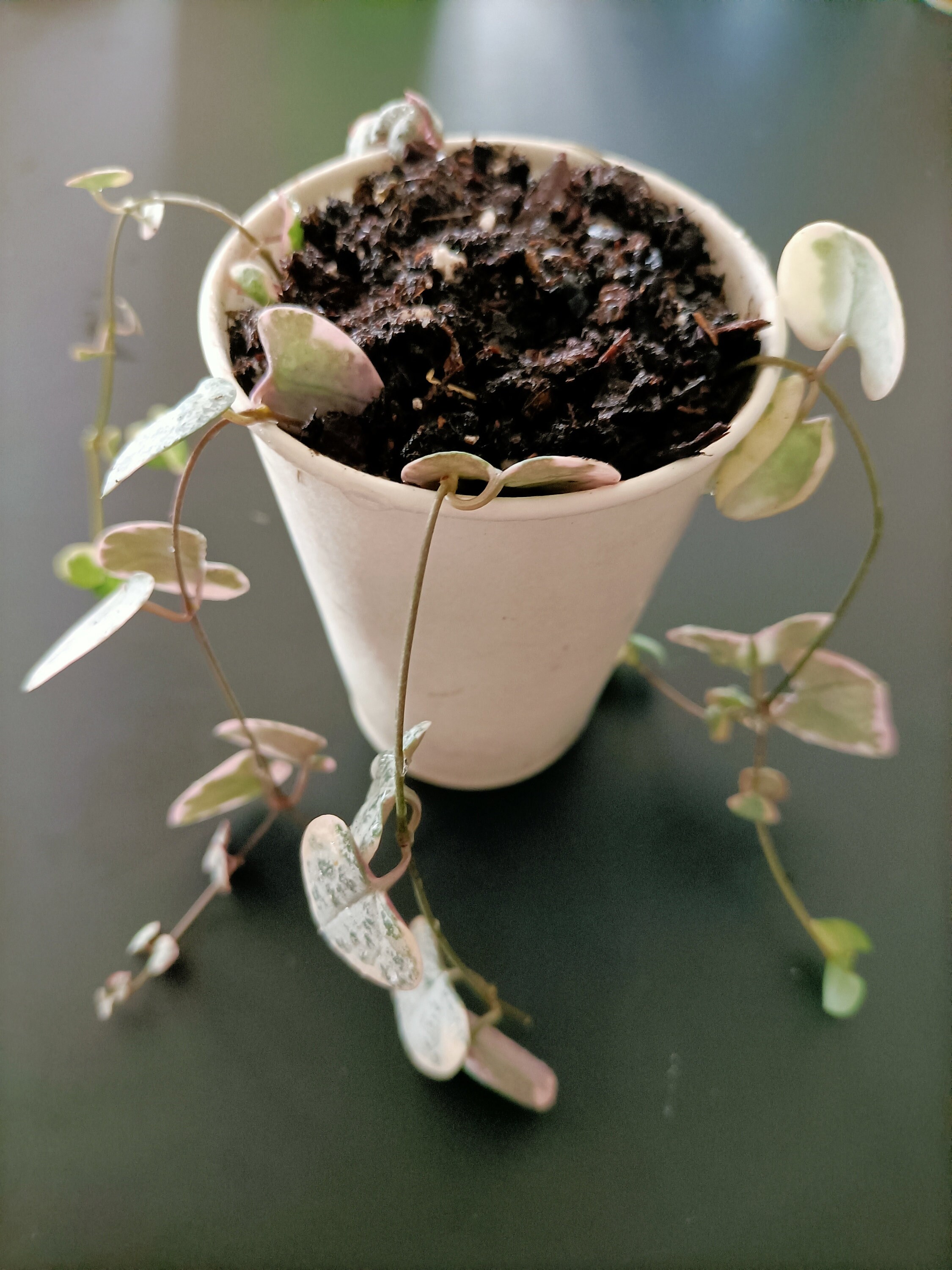 Ceropegia Woodii Enraciné Panaché