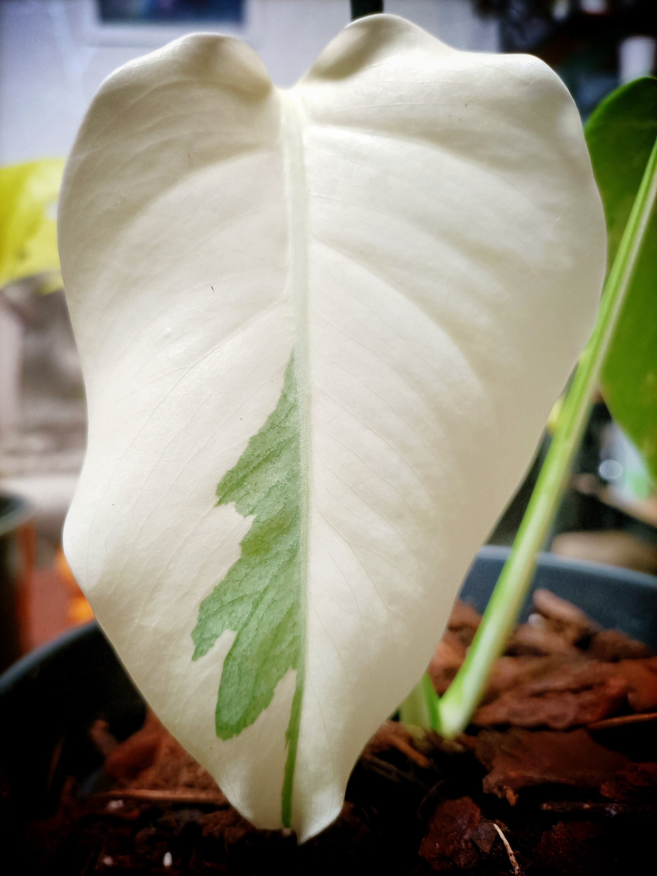 Monstera Deliciosa Demi-Lune Panachée avec de Nombreuses Variétés Blanches