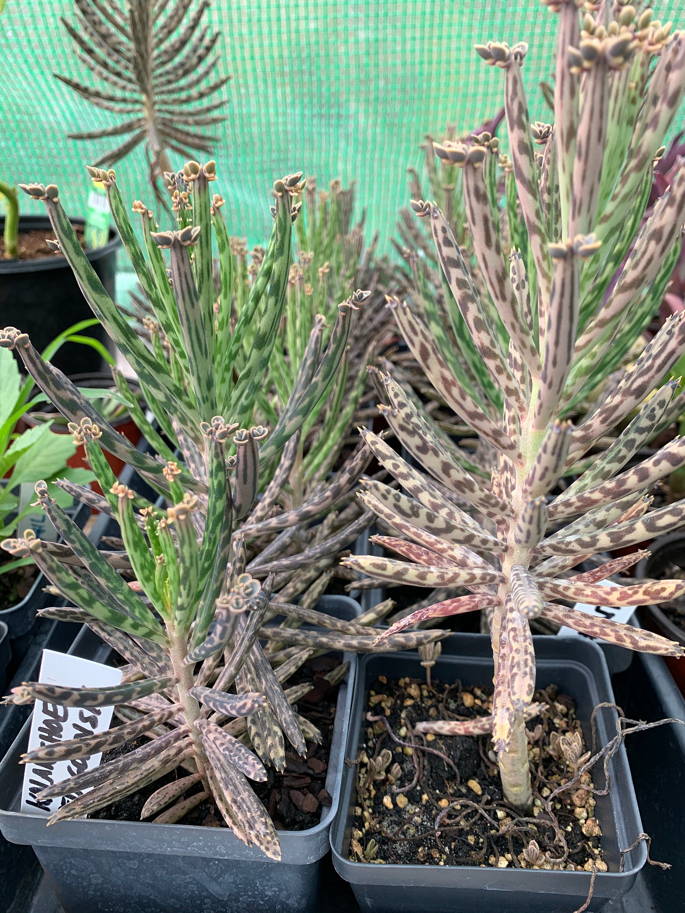 Chandelier Plant Etsy