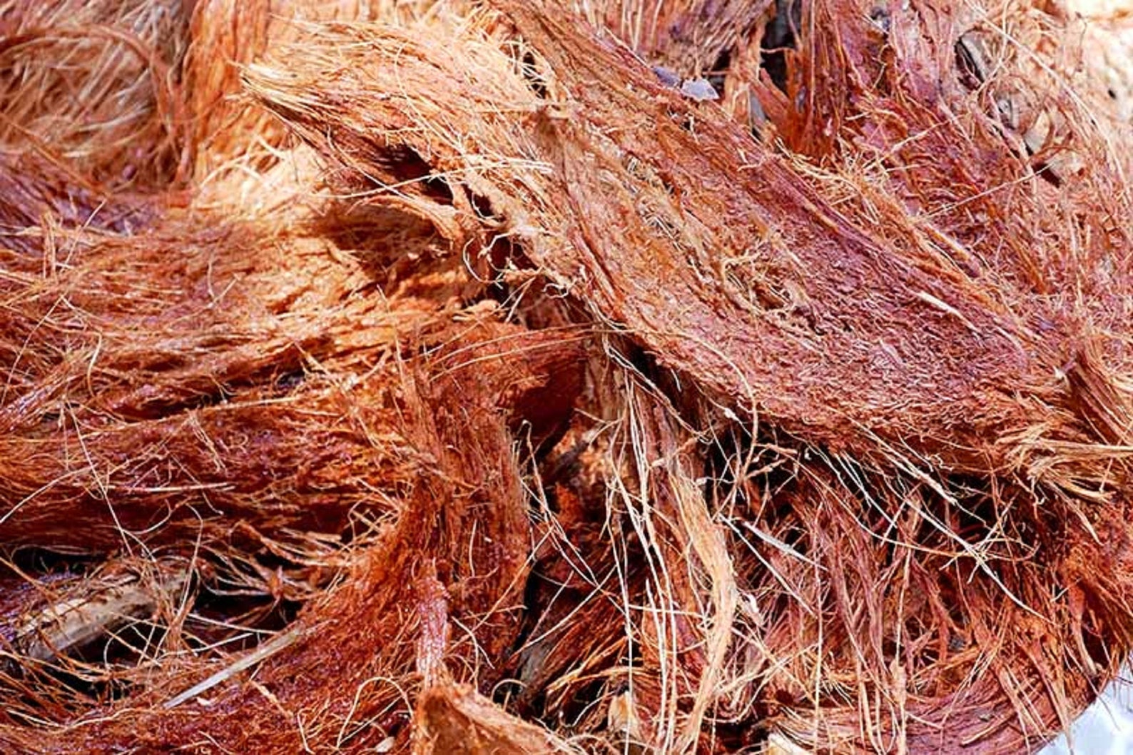 Coconut Husk Fiber 100 Natural Organic Growing Media Orchids Etsy