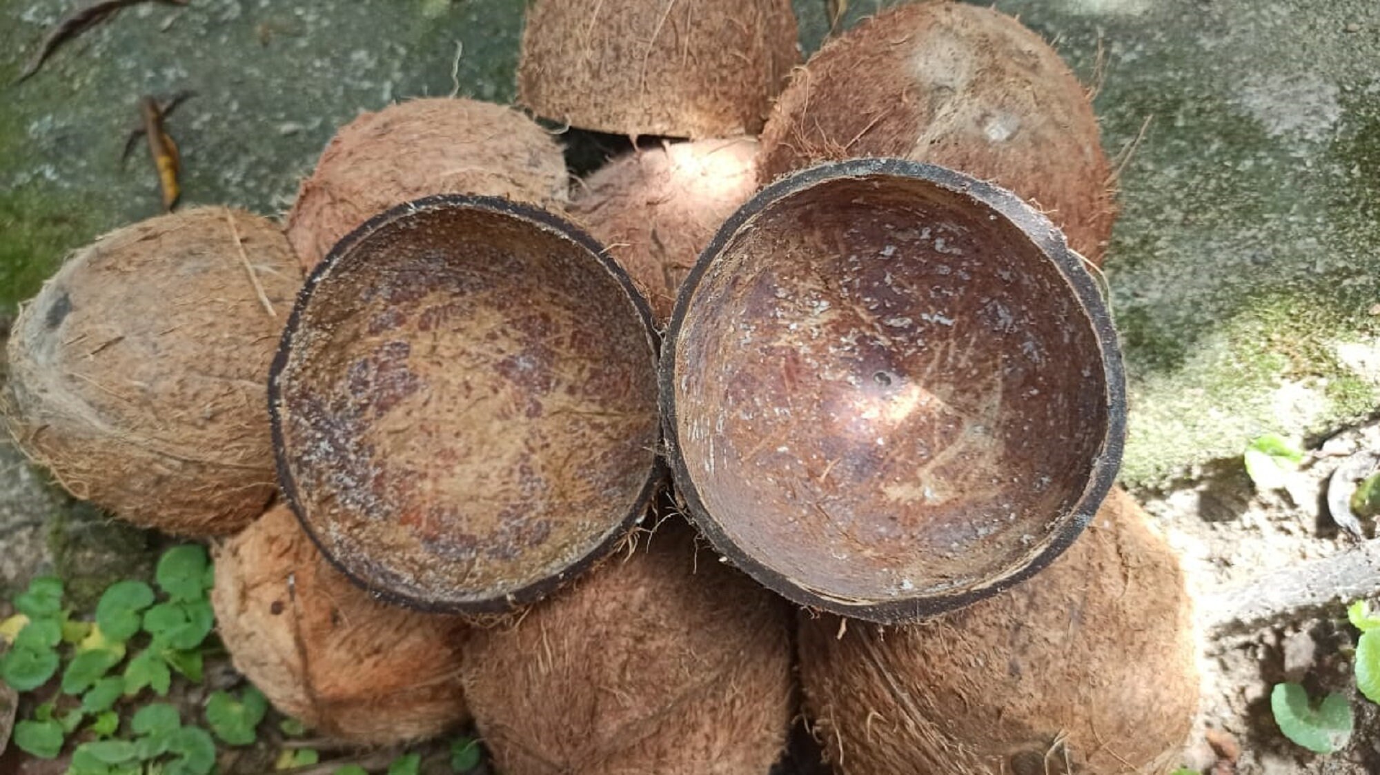 Natur mit Faser KokosnussSchale Halb umweltfreundliche | Etsy