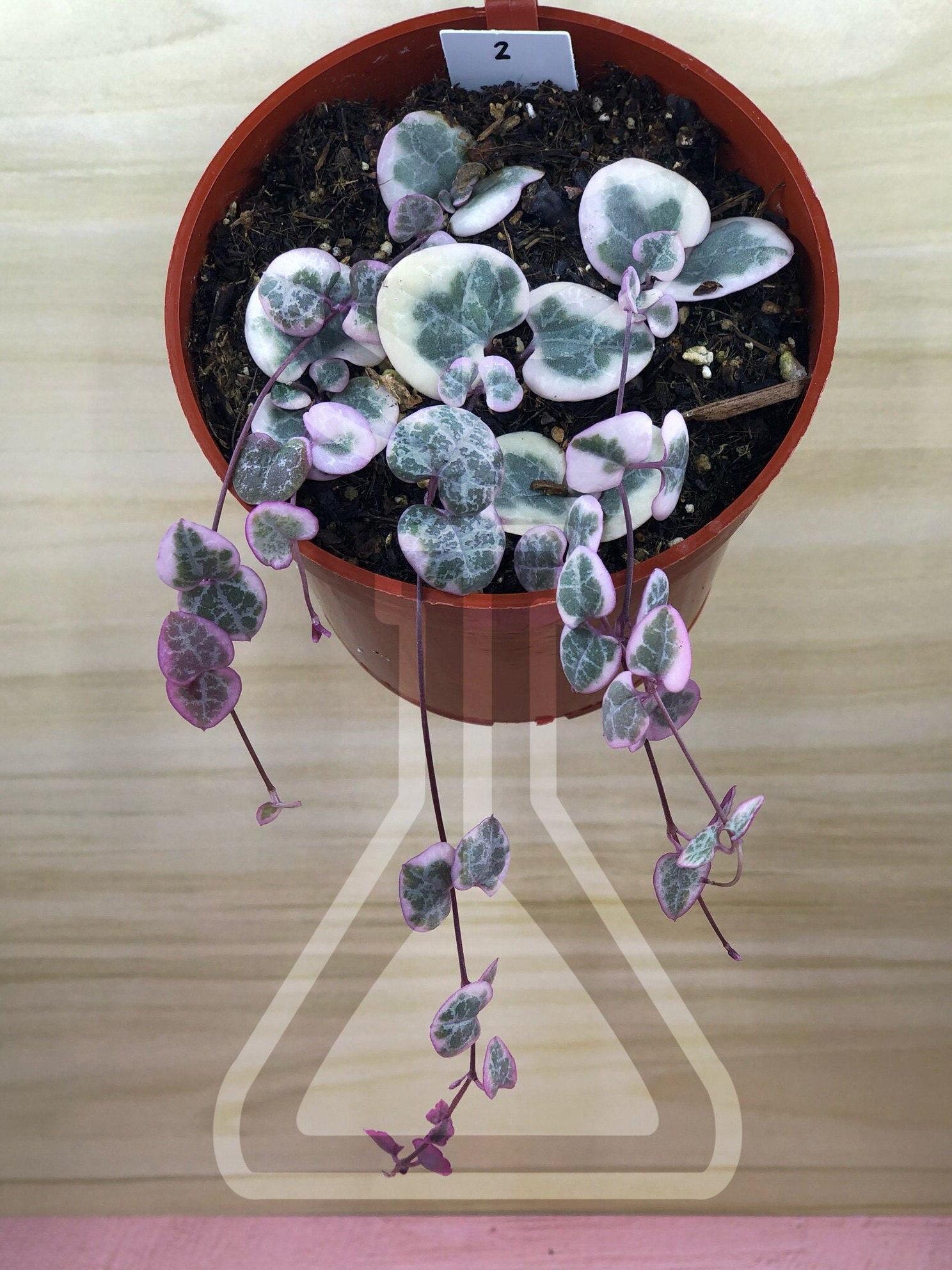 Pink Variegated String of Hearts Ceropegia woodii variegata Etsy