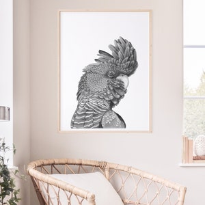 Black Cockatoo, Australian Birds, Native Wildlife Art Print (A4 / A3)