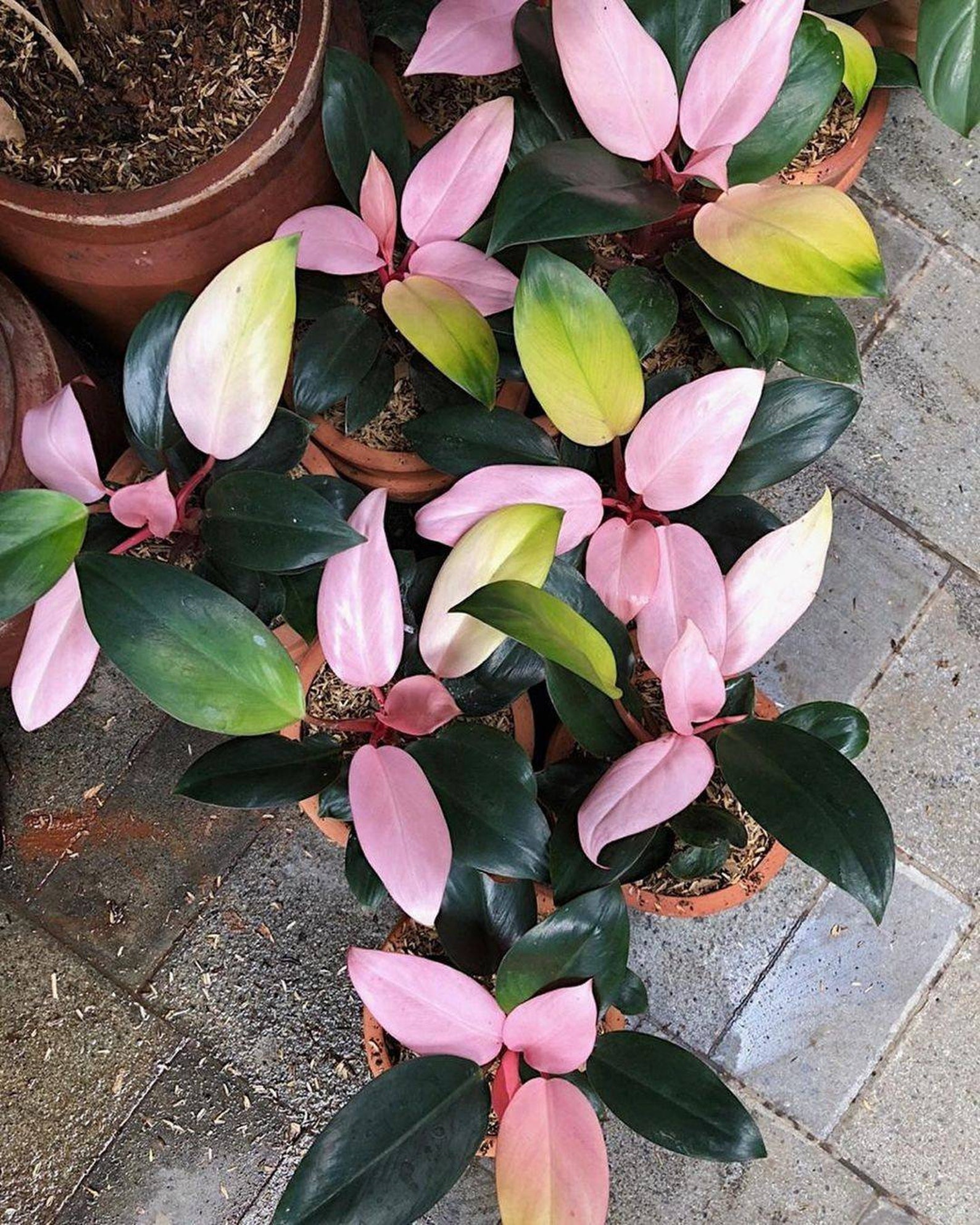 Philodendron Pink Congo Free Phytosanitary Sertificate DHL | Etsy