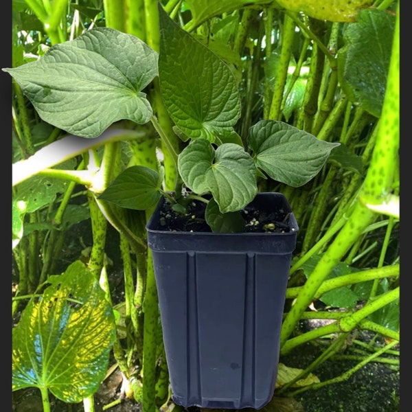 Kava Kava Plant Etsy