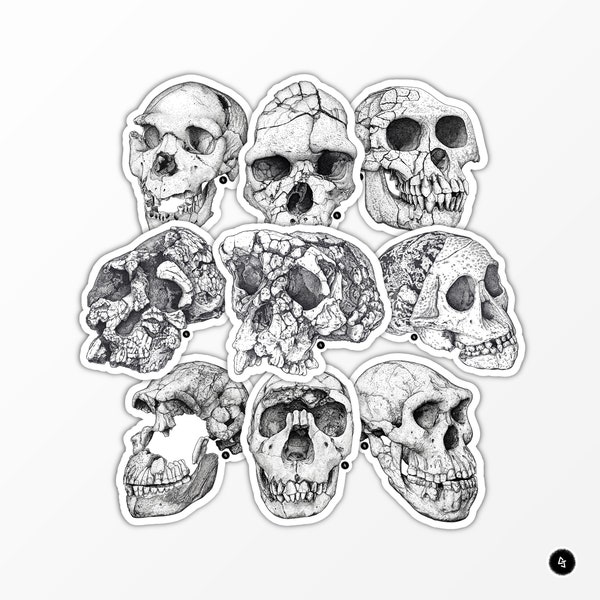 Human evolution - Fossil hominin skulls - Sets of Stickers