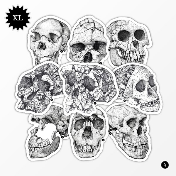 Human evolution - Fossil hominin skulls - Sets of XL Stickers