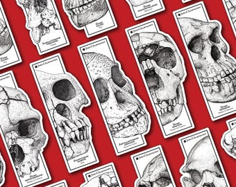 Marcapáginas con cráneos fósiles - Evolución humana