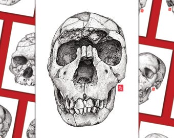 Reproducciones en formato A4/A5 de un cráneo fósil - Homo ergaster, Niño de Turkana - Evolución humana