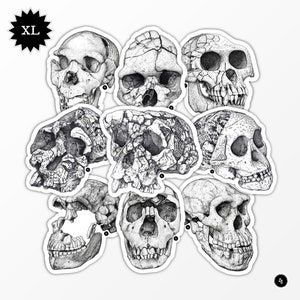 Evolution humaine - Crânes fossiles d'hominines - Lots de Stickers XL