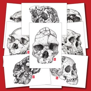Reproductions A6 de crânes fossiles - Evolution humaine