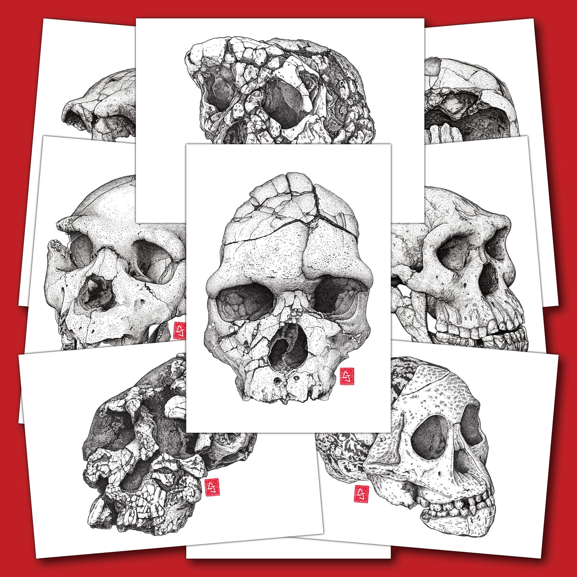 貴重！オオハナジログエイン 頭骨 A6 Reproductions of Fossil Skulls - Human Evolution - Etsy
