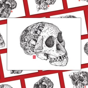 A4/A5 reproductions of a fossil skull - Australopithecus africanus, Taung Child - Human Evolution
