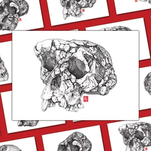 Reproductions A4/A5 de crâne fossile - Sahelanthropus tchadensis, Toumaï - Evolution humaine