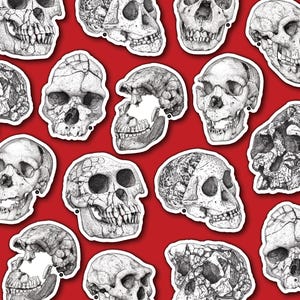 Stickers de crânes fossiles - Evolution humaine