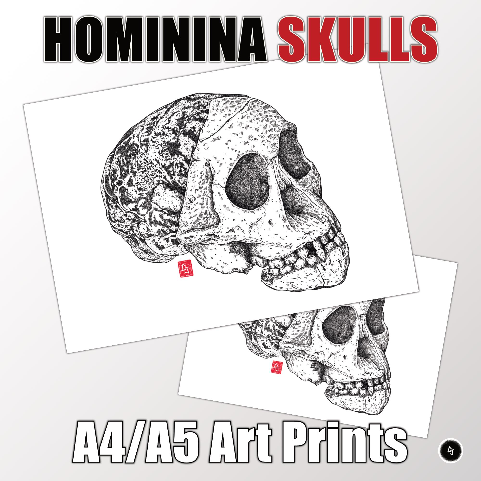 A4/A5 Reproductions of a Fossil Skull - Australopithecus Africanus ...