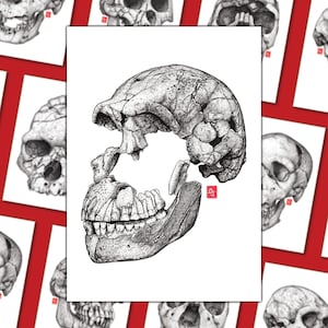 A4/A5 reproductions of fossil skulls - Homo naledi, Neo - Human evolution