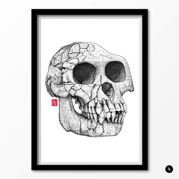 Ardipithecus ramidus, Ardi - Reproductions A5/A4