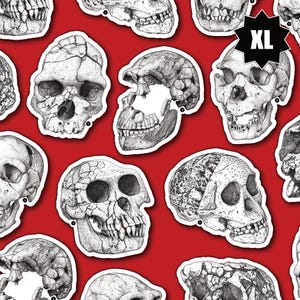 Stickers XL de crânes fossiles - Evolution humaine