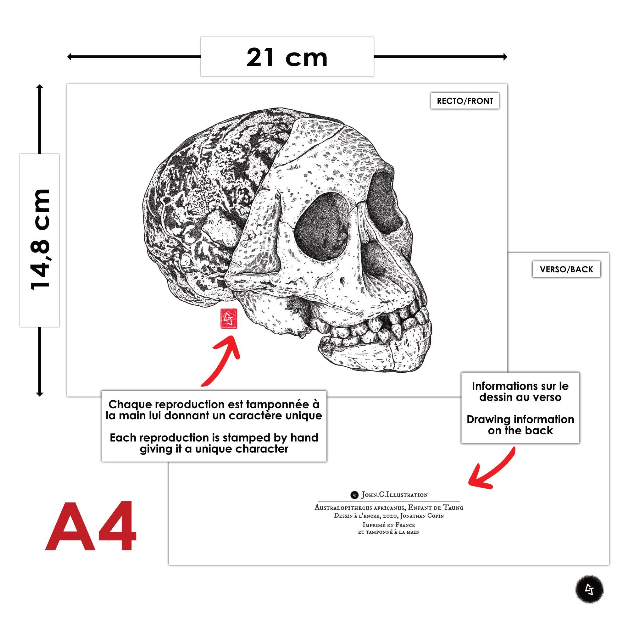 A4/A5 Reproductions of a Fossil Skull - Australopithecus Africanus ...