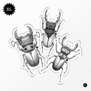 Coléoptères - Lucanes - Lot de 3 Stickers XL