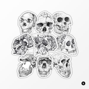 Evolution humaine - Crânes fossiles d'hominines - Lots de Stickers