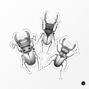 Coléoptères - Lucanes - Lot de 3 Stickers