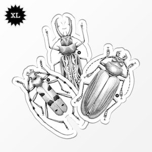 Coléoptères - Capricornes - Lot de 3 Stickers XL