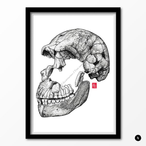 Homo naledi, Neo - A5/A4 Reproduktionen