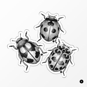 Coléoptères - Coccinelles - Lot de 3 Stickers