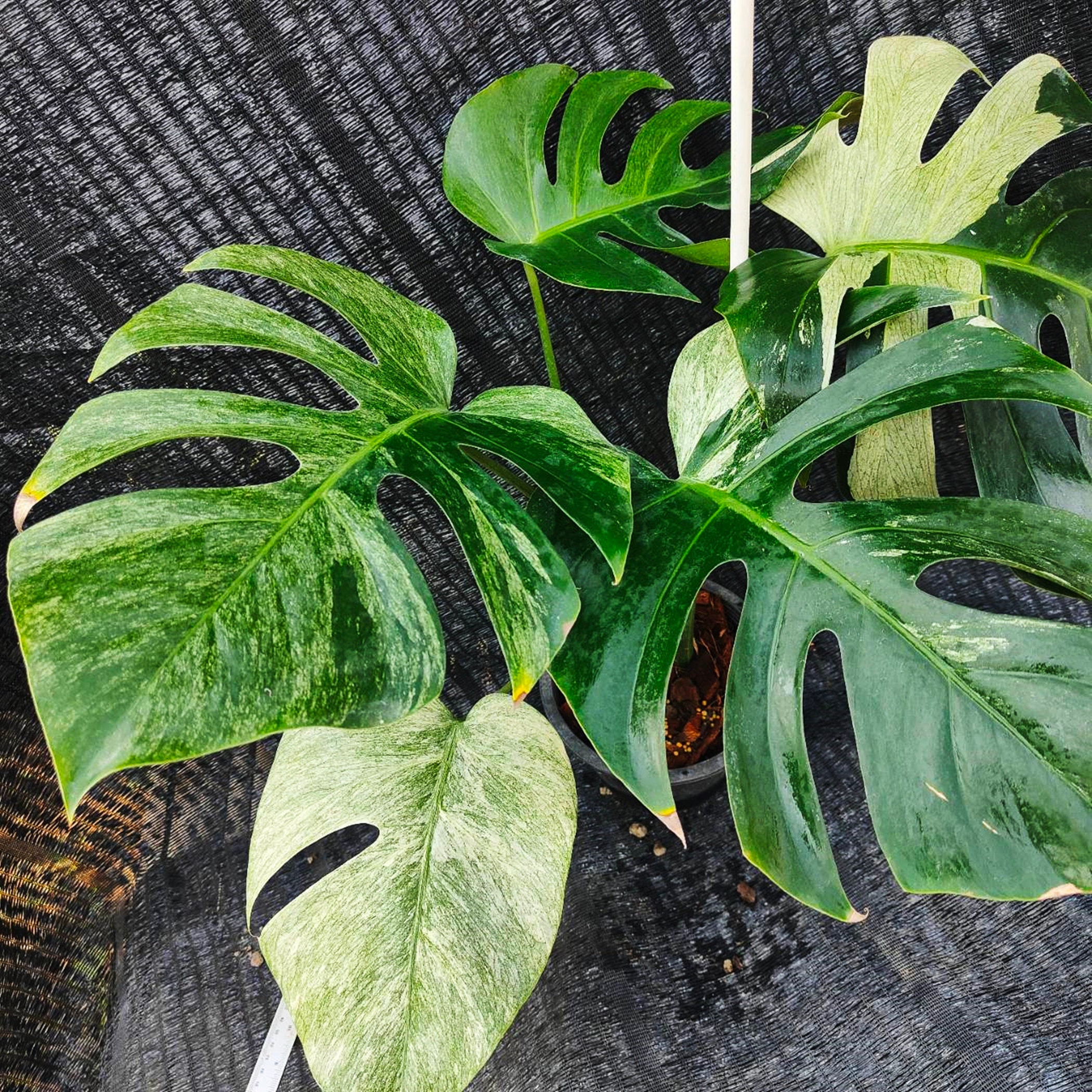 Monstera Deli Borsi Cebublue haft Mint 割引販売中 safetec.com.br