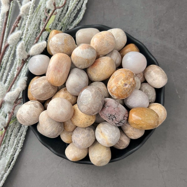 Fossilized Coral Tumbled Stones | Agatized Coral | Polished Fossil Coral Crystal Gemstones | Shop Metaphysical Crystals, Root, Sacral Chakra