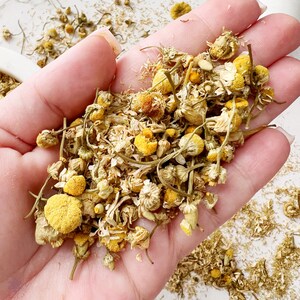 May include: A handful of dried chamomile flowers, featuring yellow and white petals, and green stems. The flowers are held in a hand, with some loose petals scattered around. The image is taken from a close-up angle, highlighting the texture and details of the chamomile.