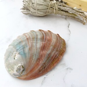 Puede incluir: Una gran concha de abul&oacute;n iridiscente con un patr&oacute;n de remolino de rosa, azul y blanco. La concha tiene una superficie lisa y pulida y es perfecta para usar en meditaci&oacute;n o como objeto decorativo.