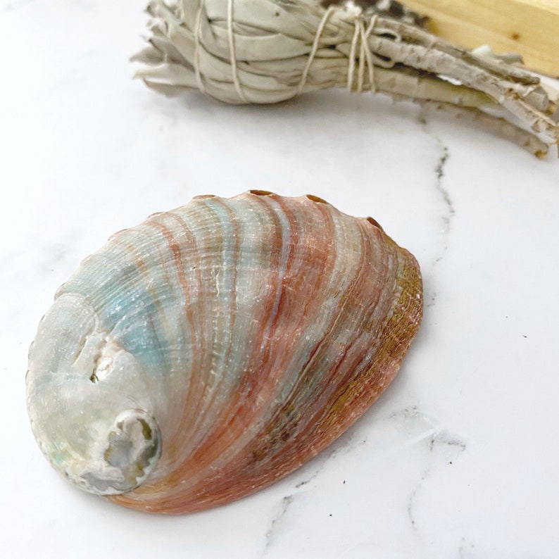 Puede incluir: Una gran concha de abul&oacute;n iridiscente con un patr&oacute;n de remolino de rosa, azul y blanco. La concha tiene una superficie lisa y pulida y es perfecta para usar en meditaci&oacute;n o como objeto decorativo.
