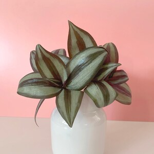 Purple silver Leaf Live Tradescantia Zebrina - CUTTING vining houseplant Unrooted variegated Plant Wandering Jew Inch plant