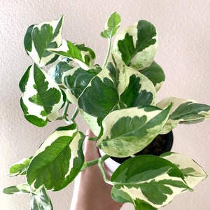Live N'Joy Pothos - CUTTING vining houseplant Unrooted variegated Plant Epipremnum pinnatum