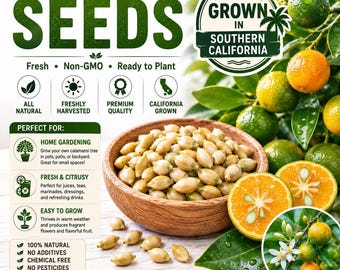 Calamansi Seeds 12 Seeds | Calamondin Lime | Philippine Lime Citrus Seeds | Southern California Grown | Non-GMO | Tropical Fruit Tree