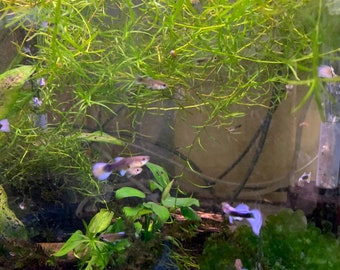Live Guppy Grass for Aquarium | Najas Guadalupensis | Fast Growing Aquatic Plant | Fish & Shrimp Tank Plant