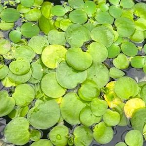 Live FrogBit plant