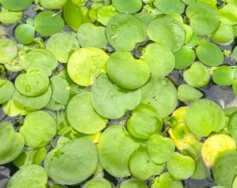 Live Frogbit Aquarium Plant | Amazon Frogbit | Limnobium laevigatum | Floating Freshwater Plant | Aquascaping