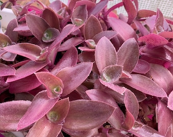 Live Tradescantia Pallida ‘Pale Puma’- CUTTING vining Unrooted Tropical HousePlant variegated Wandering Dude Jew Inch  fuzzy Plant