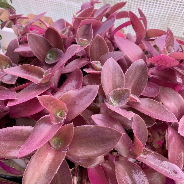 Live Tradescantia Pallida ‘Pale Puma’- CUTTING vining Unrooted Tropical HousePlant variegated Wandering Dude Jew Inch  fuzzy Plant