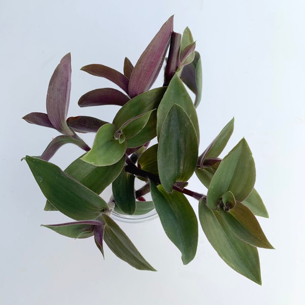 Tradescantia bunny bellies - vining Unrooted Tropical HousePlant Wandering Dude Jew Inch