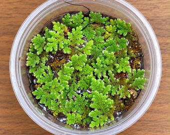 Live Azolla Floating Water Plant | Fresh Aquatic Pond Plant | Azolla Filiculoides | Fast Growing Floating Plant | Aquarium & Water Garden