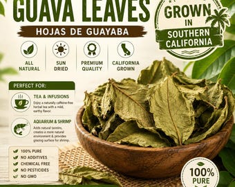 Edible Whole Guava Dried Leaves Southern California Grown for tea aquarium shrimp food