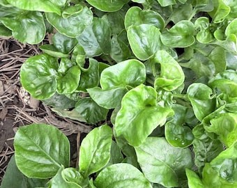 Brazilian Spinach Plant – 4 Rooted Cuttings | Tropical Edible Perennial | Pesticide-Free