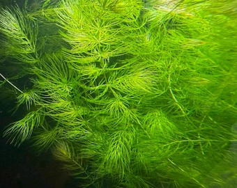 Live Hornwort Aquatic Plant | Ceratophyllum demersum | Floating or Planted Aquarium Plant | Shrimp & Fish Tank