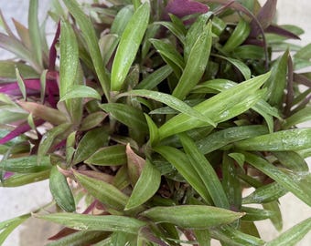 Tradescantia Rhoeo Moses in the cradle - rosette Unrooted Tropical HousePlant oyster plant