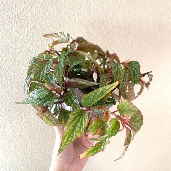 Live Begonia Angel wing medora plant 4 to 5 leafs vining houseplant rooted Tropical polkadots plant Trout Leaf Begonia